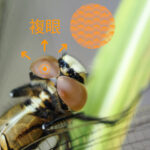 昆虫の複眼